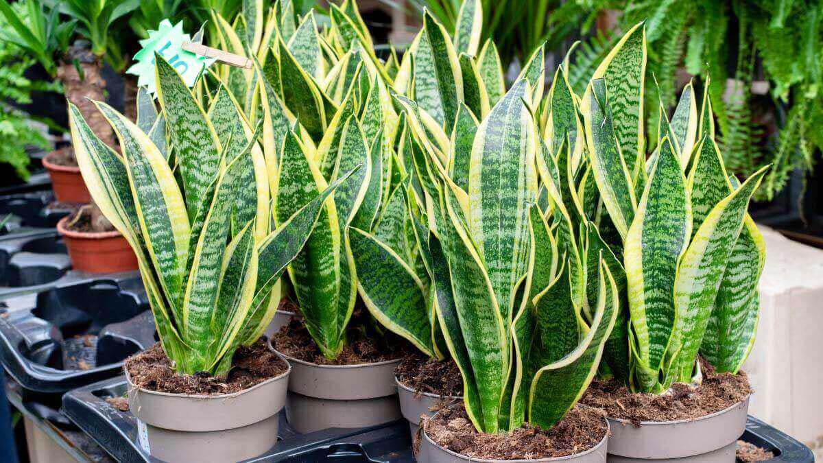 types of snake plants