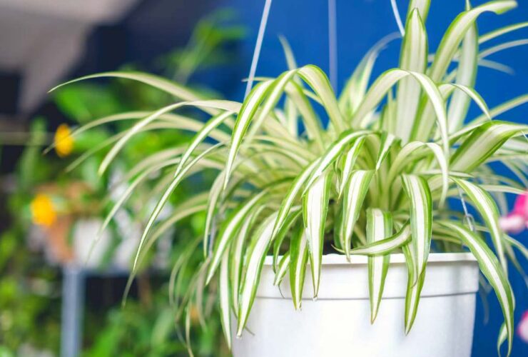 Types of Spider Plants