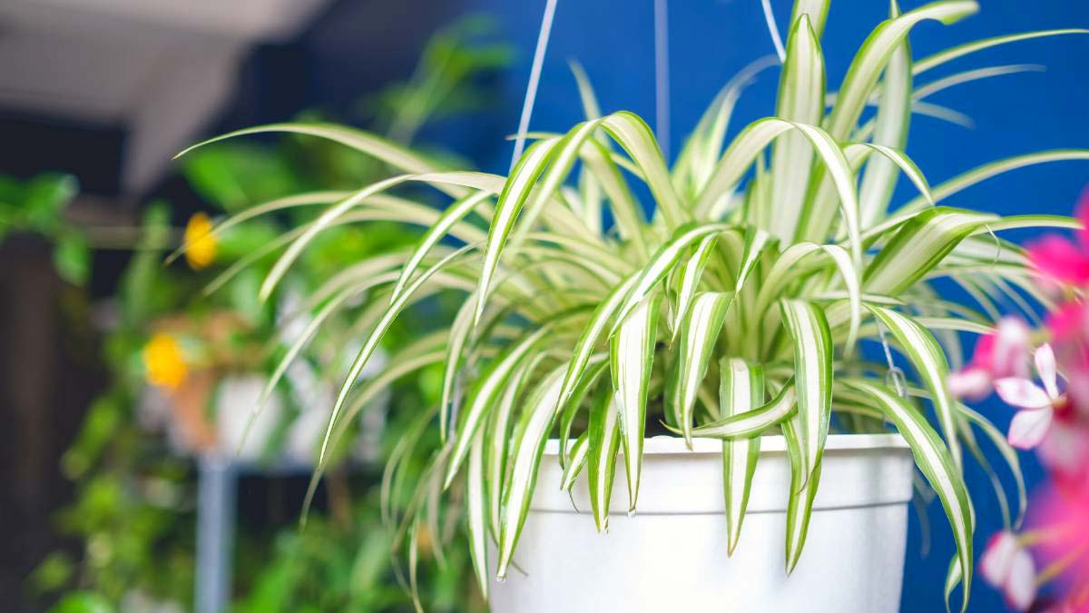 Types of Spider Plants