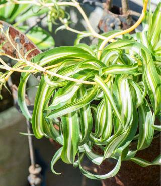 Types of Spider Plants