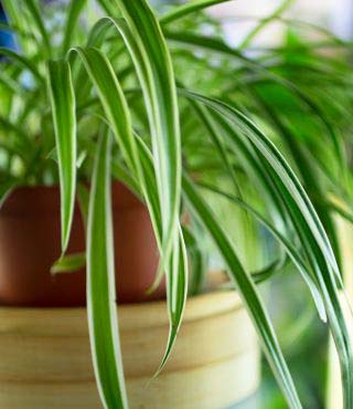 Spider Plants