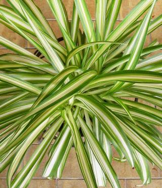 Types of Spider Plants