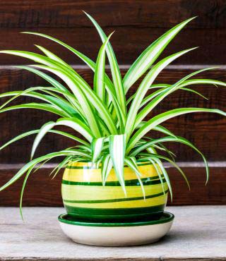 Types of Spider Plants