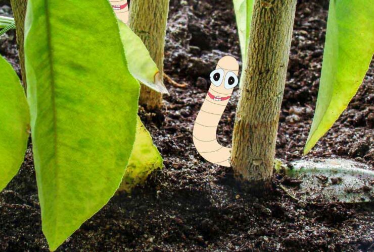 Types Worm Species in Potted Plants