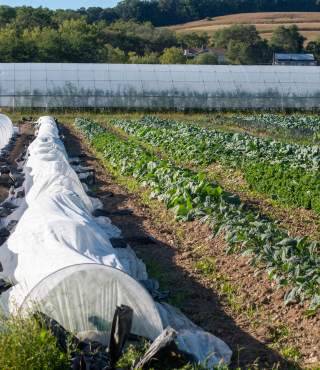 Vegetable Garden Covers