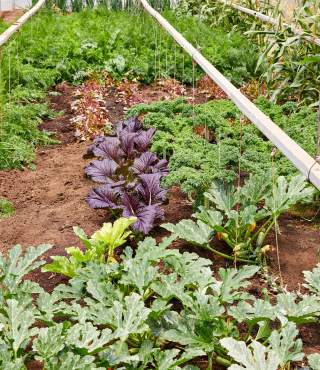 Vegetable Garden Covers