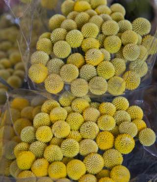 Yellow Ball Flowers