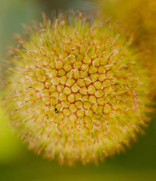 Yellow Ball Flowers