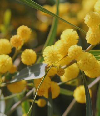 Yellow Ball Flowers