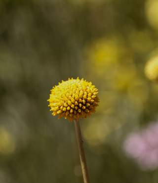 Yellow Ball Flowers