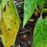 yellow leaves on pepper plants