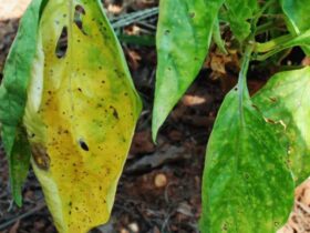 yellow leaves on pepper plants