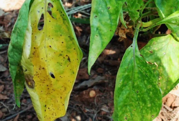 yellow leaves on pepper plants