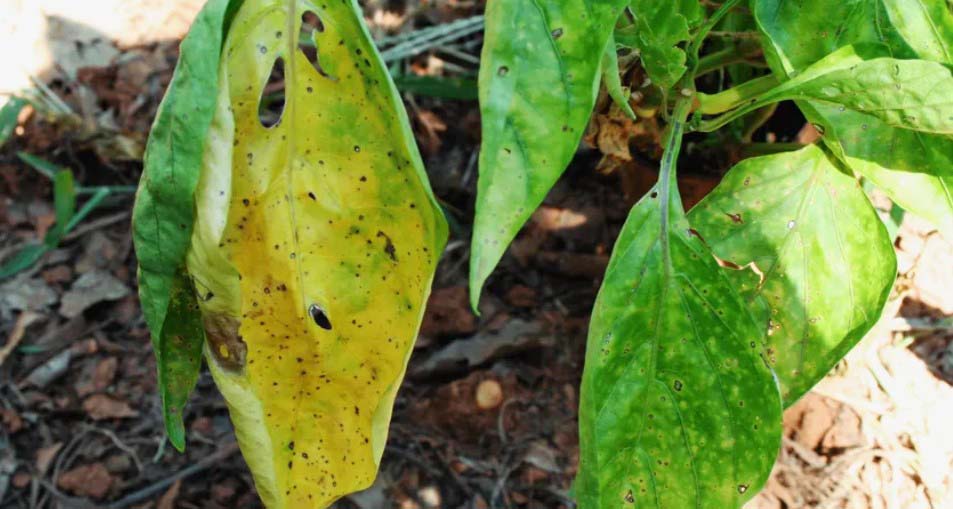 yellow leaves on pepper plants