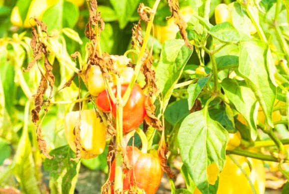 yellow leaves on pepper plants