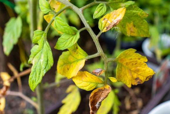 yellow leaves on pepper plants