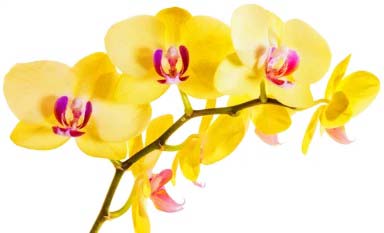 yellow orchid