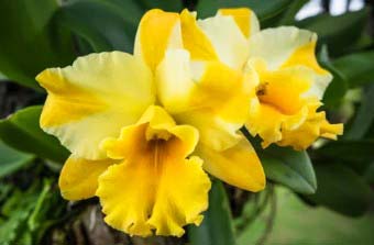 yellow orchid