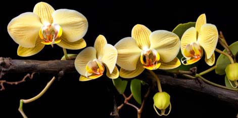 yellow orchid