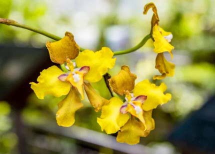 yellow orchid