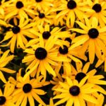 Black Eyed Susan Seeds