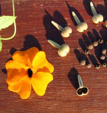 Black Eyed Susan Seeds 