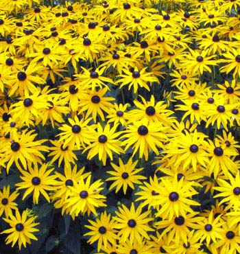 Black Eyed Susan Seeds 