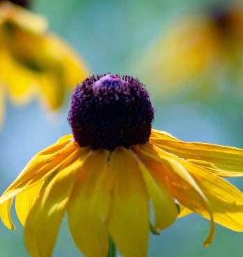 Black Eyed Susan Seeds 