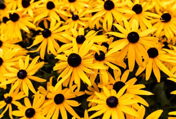 Black Eyed Susan Seeds