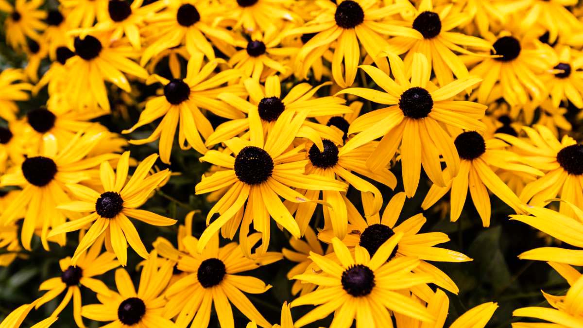 Black Eyed Susan Seeds