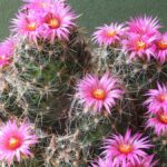 Cactus With Flowers