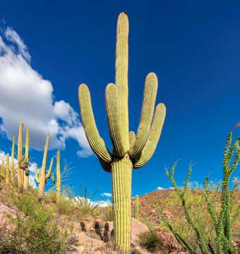 Cactus With Flowers