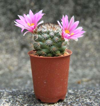 Cactus With Flowers