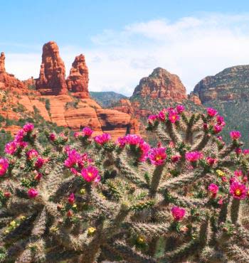 Cactus With Flowers