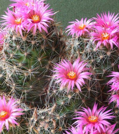 Cactus With Flowers