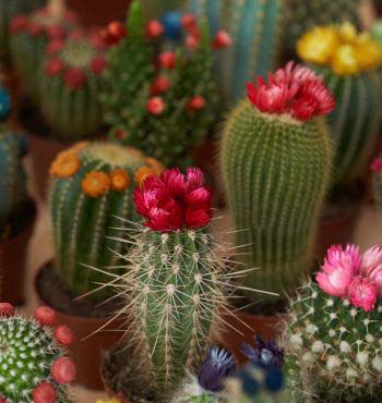 Cactus With Flowers