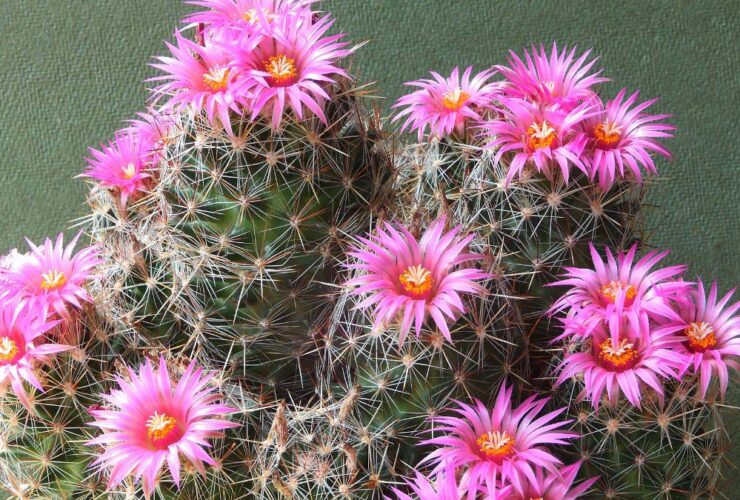 Cactus With Flowers