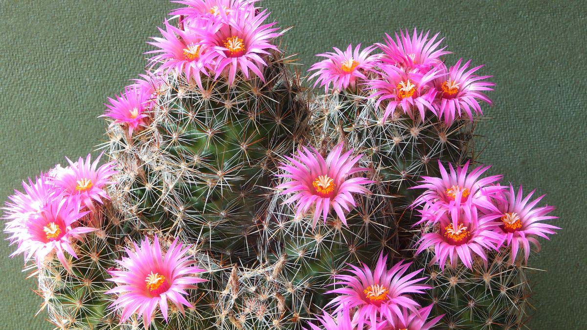 Cactus With Flowers