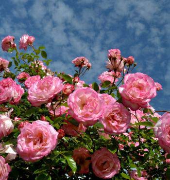 Rose Garden Pink