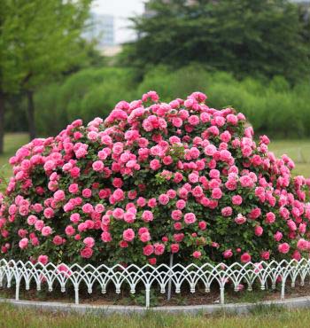 Rose Garden Pink