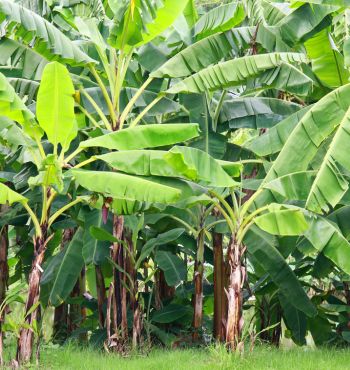 types of banana plants