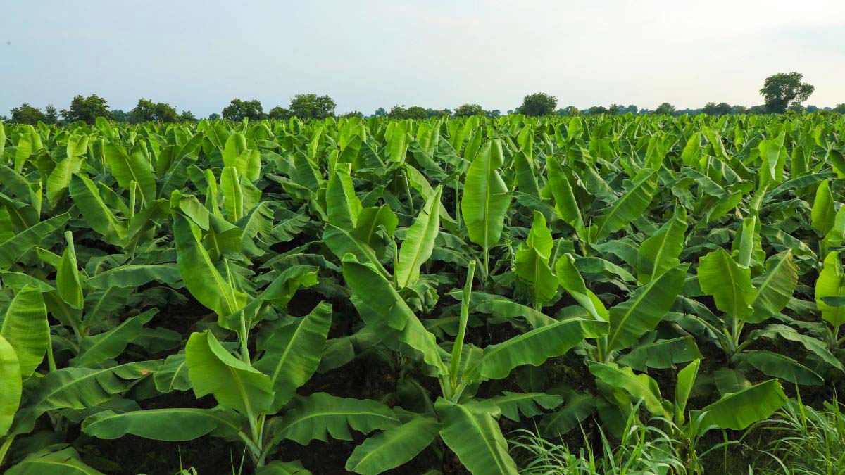 types of banana plants