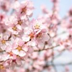 white flowering trees identification